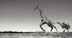 Dance by Anup Shah - Limited Edition on Paper sized 29x15 inches. Available from Whitewall Galleries