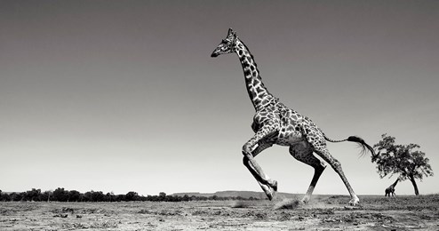 Dance by Anup Shah - Limited Edition on Paper